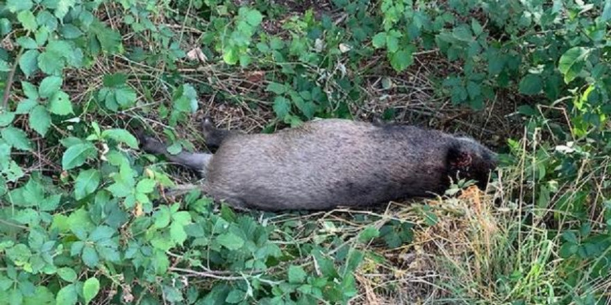 Gewildertes Wildschwein in Saarlouis