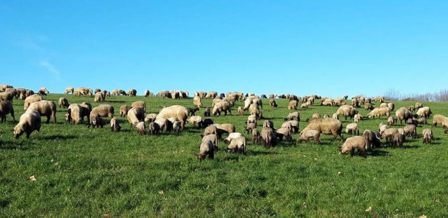 Schafherde auf einer Weide (Quelle: IG Sichere Weidewirtschaft)