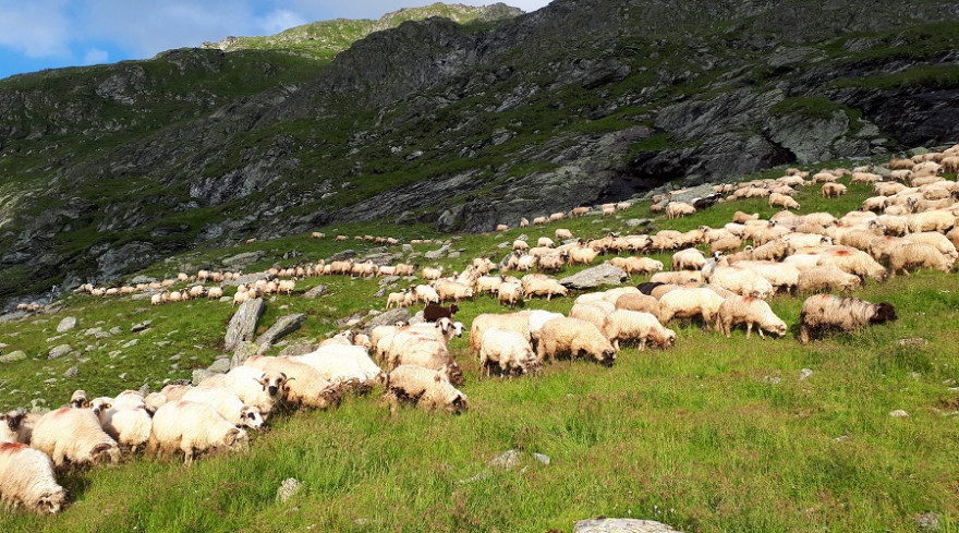 Schafherde im Hochgebirge