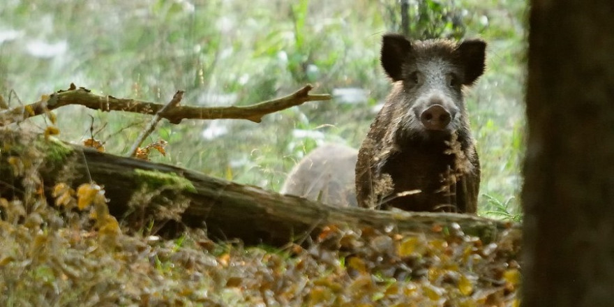 Wildschweine im Wald