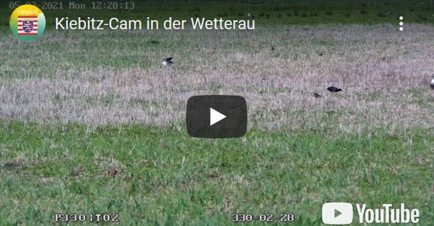 Einblicke in Lebensweise des Kiebitz und anderer Wiesenbrüter in der Wetterau liefert eine Webcam per Livestream. (Quelle: Screenshot)