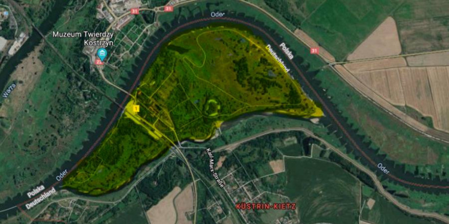 Auf dieser Oderinsel vor Küstrin-Kietz (hier gelb markiert), wurden ca. 30 zum Teil schon verendete Wildschweine durch Drohnen gefunden (Quelle: Screenshot GoogleMaps)