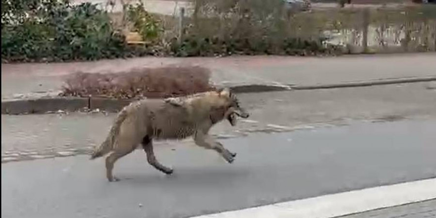 Der Wolf auf der Meyerhofstraße auf seinem Weg Richtung Lidl (Foto: Screenshot)