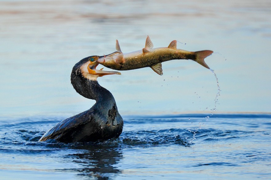 Kormoran fängt einen Fisch.