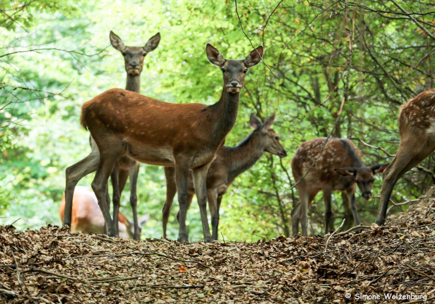 Rotwildkälber /Foto: Simone Wolzenburg