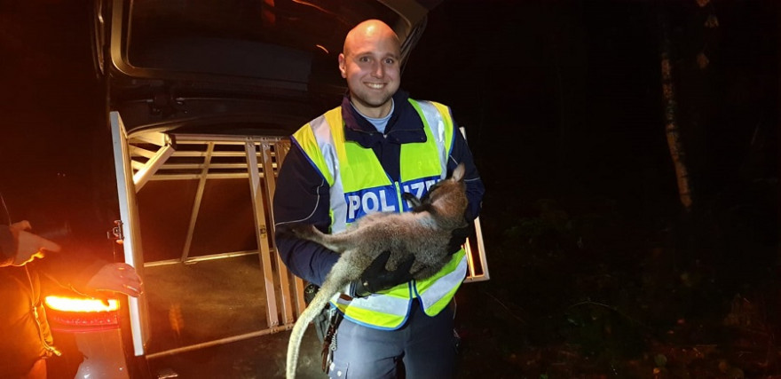 Känguru „Skippy“ konnte nach einem Monat endlich von der Polizei in „Gewahrsam“ genommen werden.