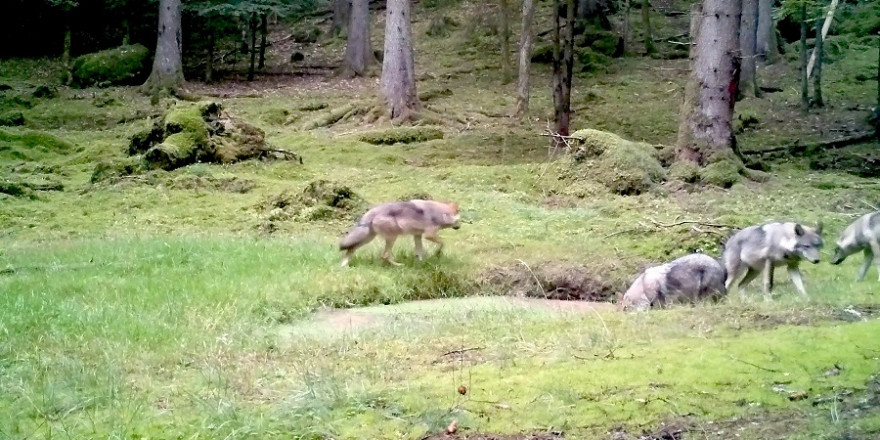 Standbild einer Videoaufnahme von vier Jungwölfen im Veldensteiner Forst (Quelle: lupovision.de / baysf)