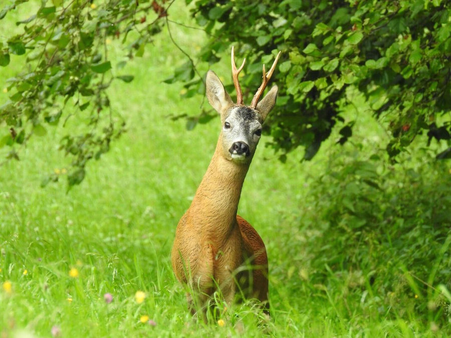 Rehbock im Grünen