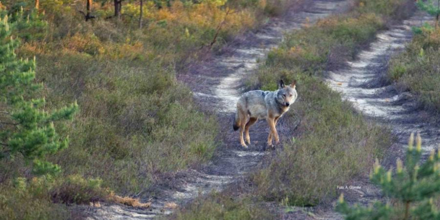 Wolfsrüde auf Wanderschaft (Symbolbild: © LfULG, Archiv Naturschutz, A. Gomille)   