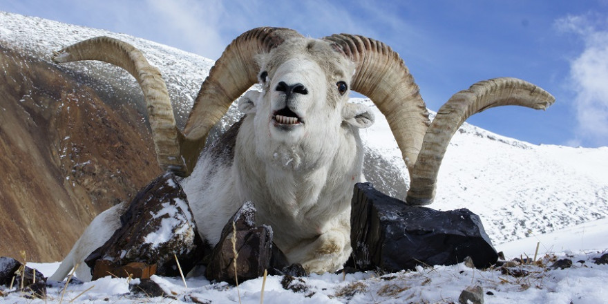 Erlegtes Argali im Schnee.