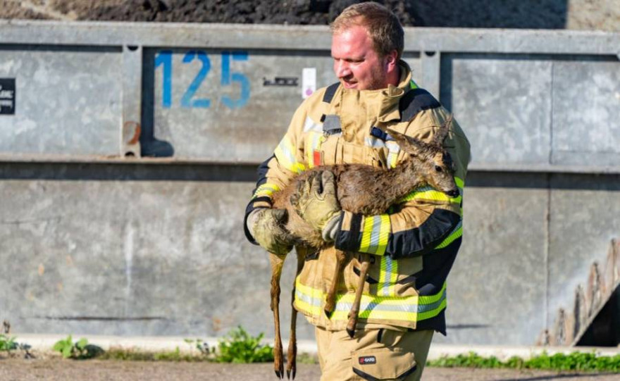 Das gerettete Reh in Xanten-Lüttingen (Foto: Feuerwehr Xanten)