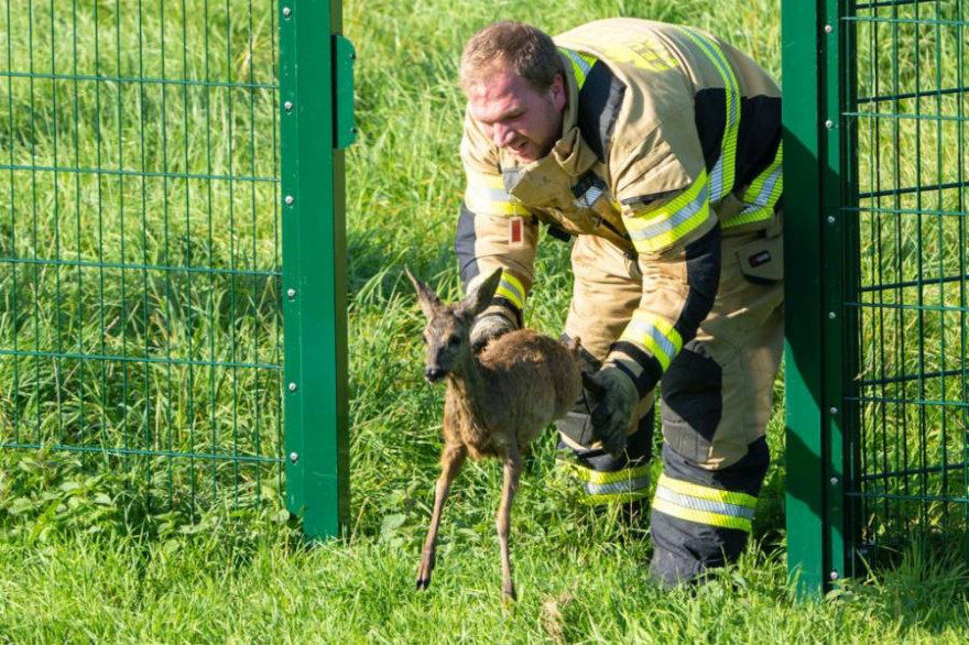 Das unverletzte Tier wurde in die Freiheit entlassen (Foto: Feuerwehr Xanten)