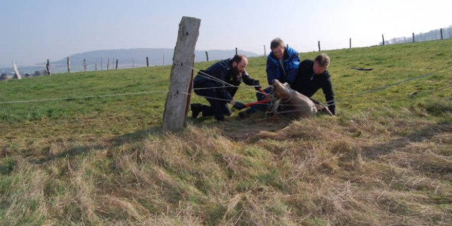 Mit vereinten Kräften schafften es der Jäger und die beiden Polizisten den Damhirsch aus seiner misslichen Lage zu befreien (Foto: Polizei)