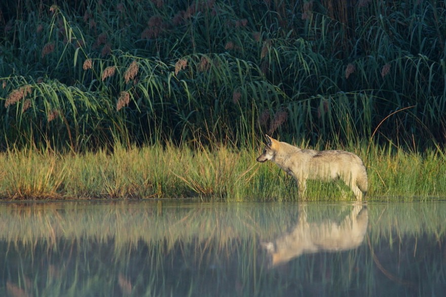 Jungwolf im Gewässer