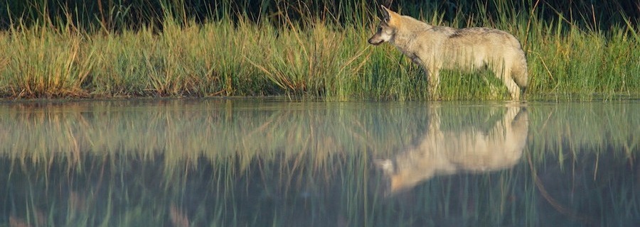 Der Wolf, die Rinder und der Kölner Dom