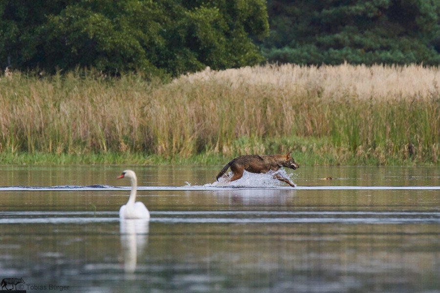 Wölfin bei der Jagd