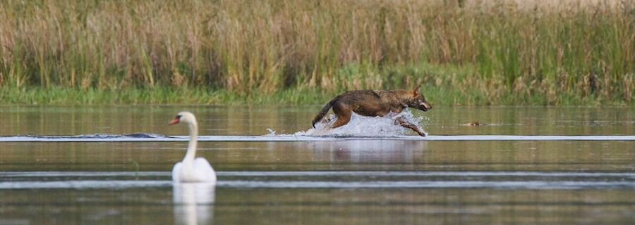 Bundesratsinitiative: Kontrollierter Umgang mit dem Wolf
