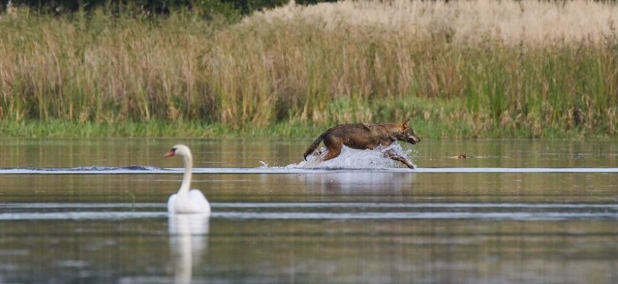Wolf läuft durchs Wasser