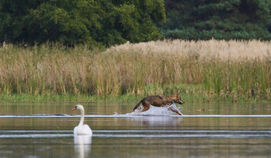 Wolf auf der Jagd