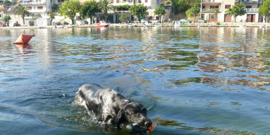 Urlaub mit Hund (Foto: Egbert Urbach, BJV)