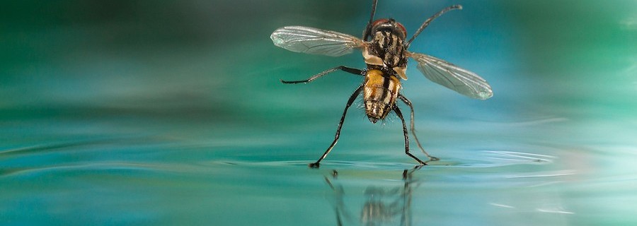 Armutszeugnis für Fließgewässer