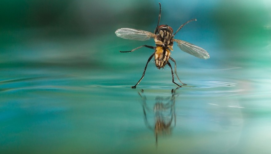 Fliege tanzt auf dem Wasser