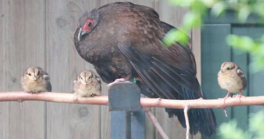 Vietnamfasan-Henne mit ihren Küken im Tierpark Chemnitz (Foto: Jan Klösters, Tierpark Chemnitz)