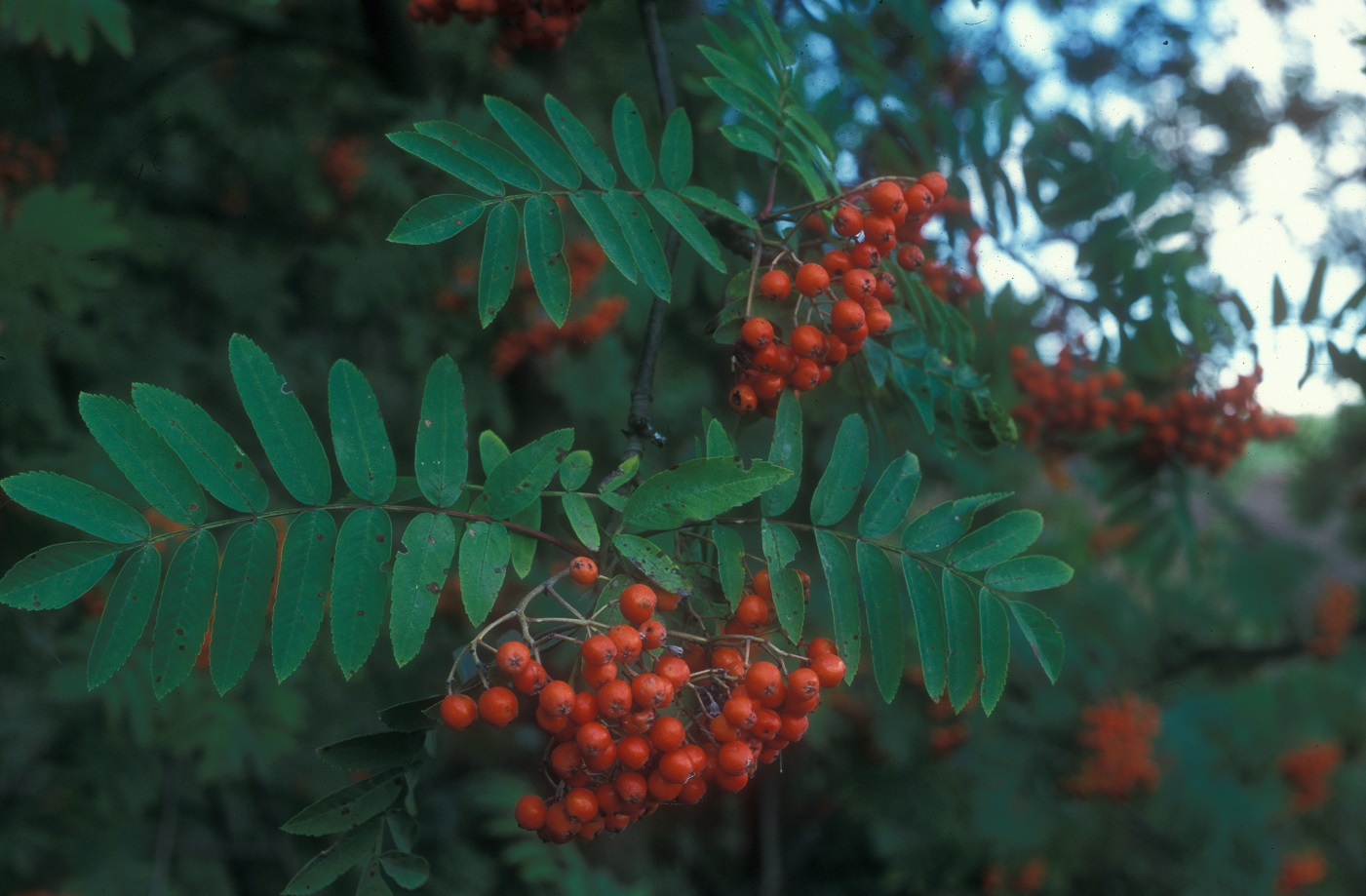 Vom Frühsommer bis zum Herbst sind Vogelbeeren im Revier stets eine Augenweide. (Foto: Wald & Wild)