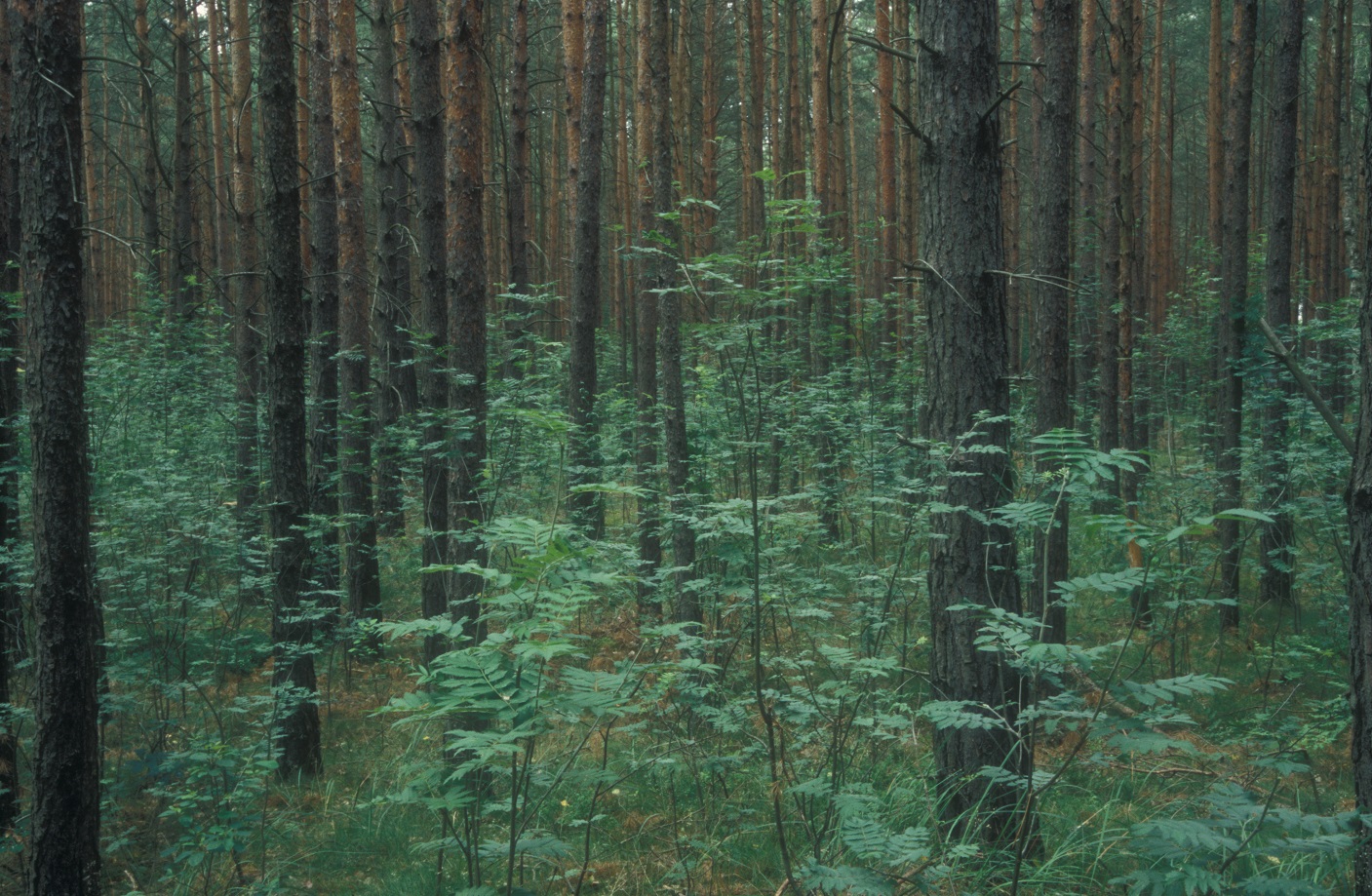 So üppig kann Vogelbeerenverjüngung auflaufen – wenn es aus dieser Gruppe einem Baum gelingt aus dem Äser zu wachsen und zu fruktifizieren, ist für dauerhaften Nachschub gesorgt. (Foto: Wald & Wild)