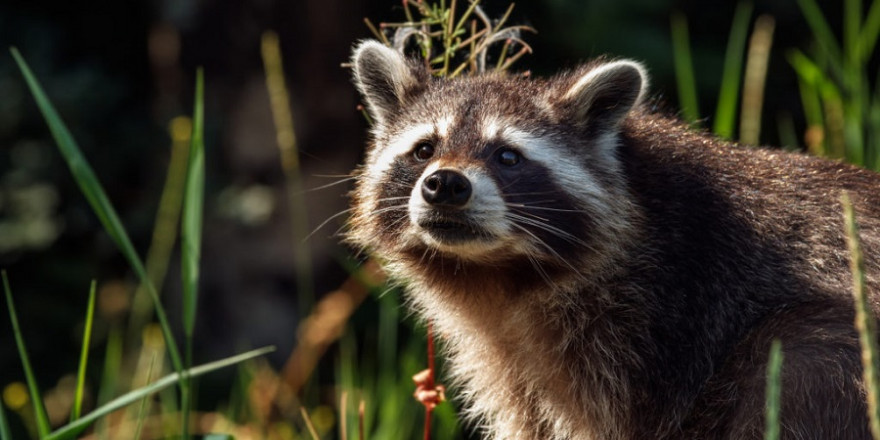 LJV: „Die Schonzeit für Fuchs und Waschbär in Hessen muss unter Beachtung des Elterntierschutzes schnellstmöglich komplett aufgehoben werden.“ Foto: Seifert/DJV