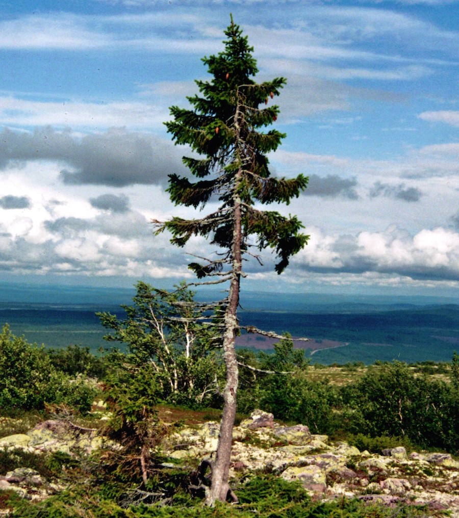 Foto: Wikipedia /  			Karl Brodowsky, Old-Tjikko-2011-07-19-001, CC BY 3.0 		/ Old Tjikko