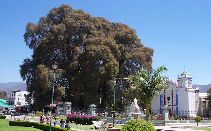 Foto: Wikipedia /  			User:Gengiskanhg, Árbol-del-Tule-Oaxaca-Mexico, CC BY-SA 3.0 		/ Árbol del Tule in Mexiko