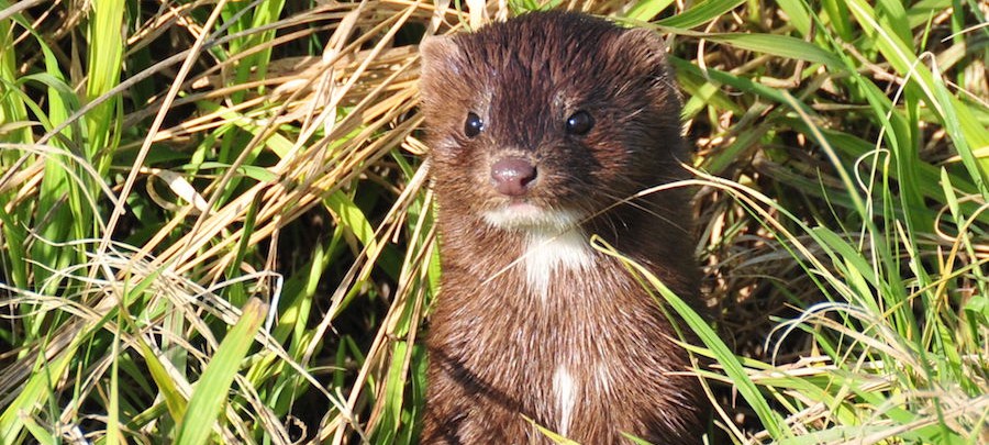 Foto: USFWS Mountain-Prairie, Mink on Lacreek National Wildlife Refuge 01 (13676551713), CC BY 2.0