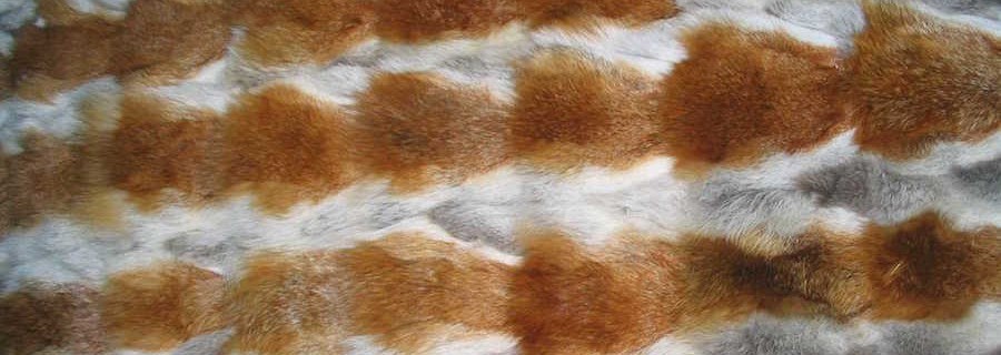 Tierschützer empfiehlt Fuchspelz