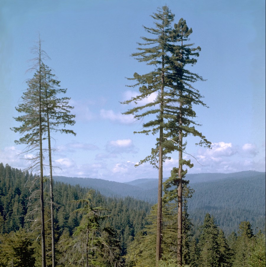 Foto: Wikipedia / Vergleichbare Bäume im Redwood Nationalpark
