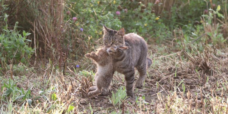 Anlässlich des Weltkatzentags macht der DJV darauf aufmerksam, dass verwilderte Hauskatzen die Artenvielfalt gefährden. (Quelle: DJV)
