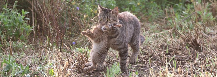 Verwilderte Hauskatzen sind Gefahr für die Artenvielfalt