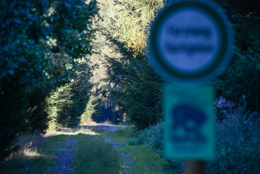 Manchmal jedoch trägt der freundliche Hinweis auf dem Schild durchaus optimale Früchte: liegendes Wild auf dem Weg hinter dem Wildruhezonenschild! (Foto: Burkhard Stöcker)