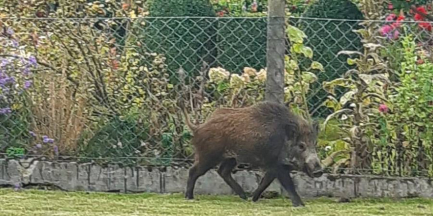 Das verirrte Wildschwein vor einem Garten in der Ortschaft Giesen (Foto: Polizeiinspektion Hildesheim)