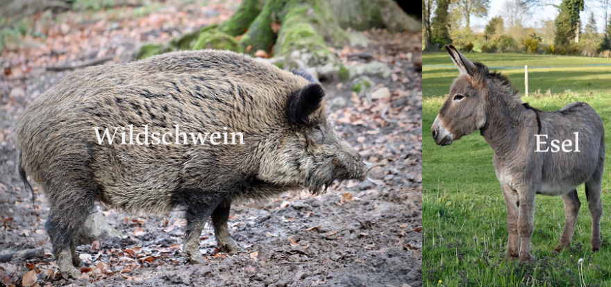 Möglicherweise traf den Esel ein Querschläger, denn Wildschweine und Esel sind eigentlich sehr gut voneinander zu unterscheiden.