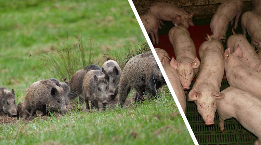 Wildschweine vs. Schweinemast