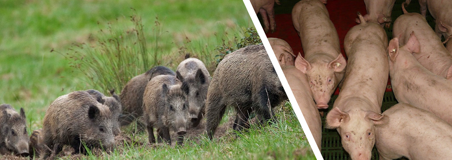 Die Schweinepest und das Grill-Vergnügen