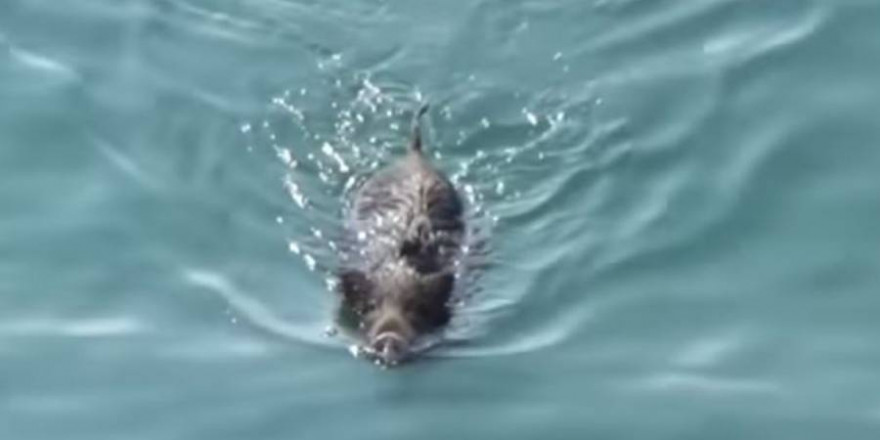Dass Wildschweine schwimmend in japanischen Gewässern gesichtet werden, ist keine Seltenheit (Symbolbild: Imabari Coast Guard Office/Screenshot YouTube)