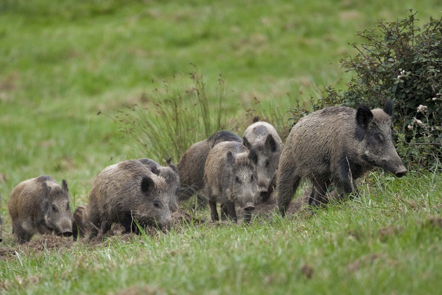 Wildschweinrotte