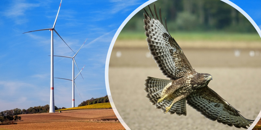 Ausnahmen vom Tötungsverbot beim Wespen- und Mäusebussard verstoßen gegen die europäische Vogelschutzrichtlinie (Symbolbild: A Beijeman/Bruno/Germany)