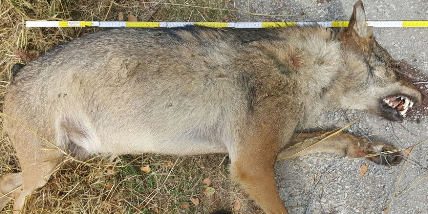 Die illegal geschossene Wölfin von Wittingen
