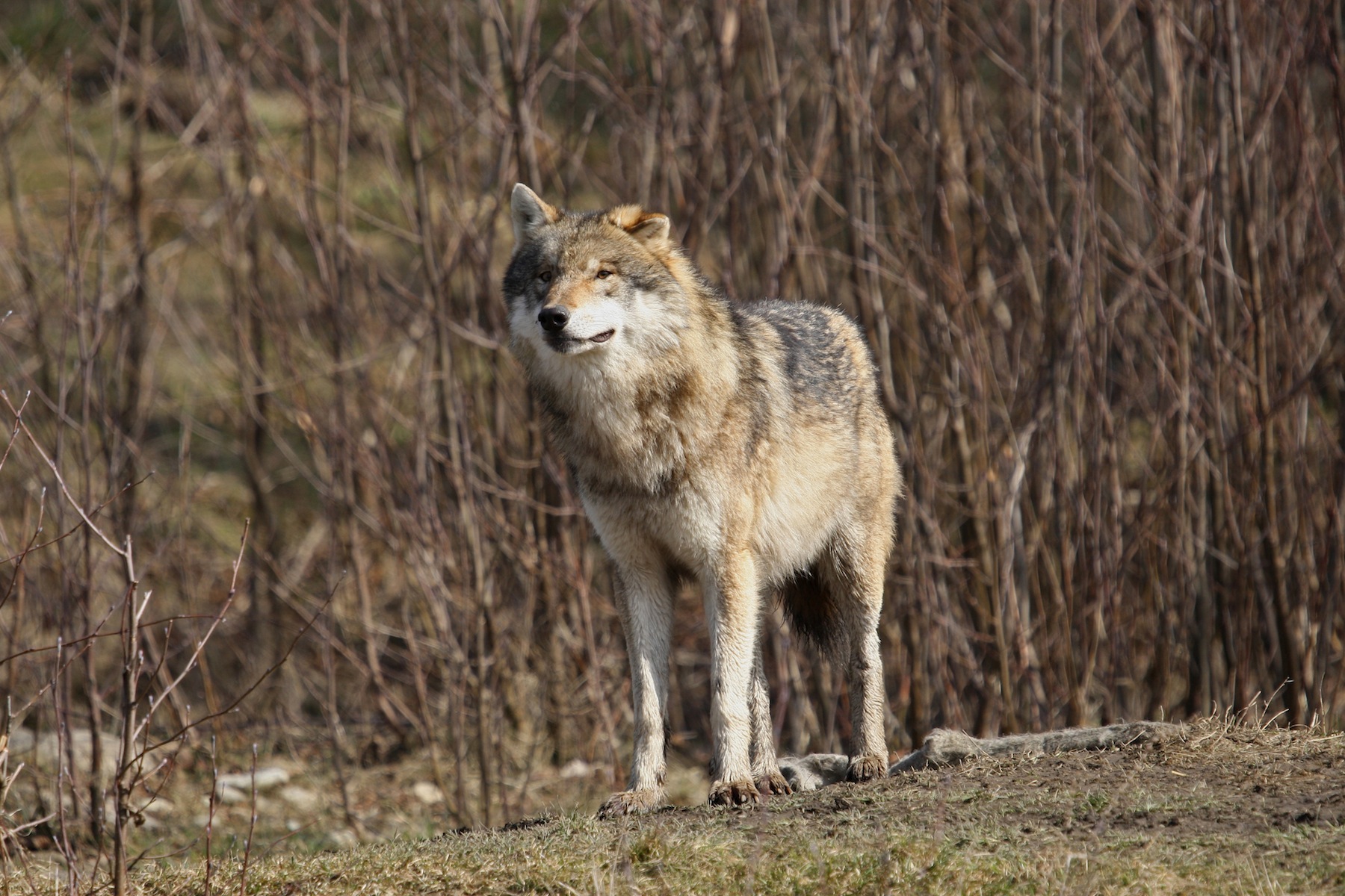 Wolf beobachtet die Umgebung