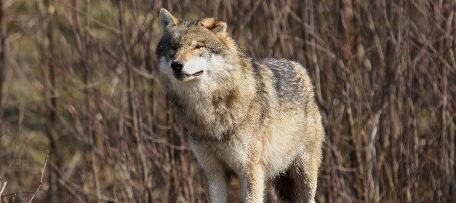 Die Realos und der Wolf