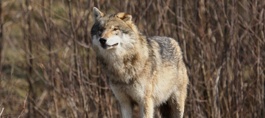 Norwegen beharrt auf Wolfsjagd