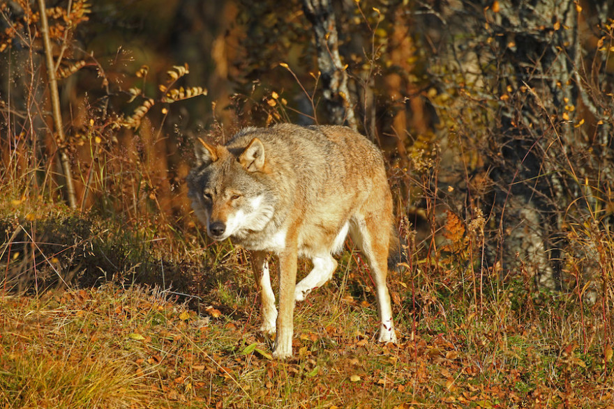 Wolf auf der Pirsch